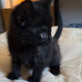 American Shorthair Cats Available for Adoption in Calimesa, California - Bane | PetCurious