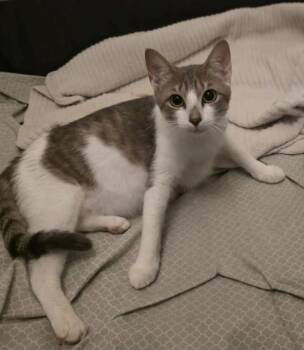Willow -  Domestic Short Hair Cat for Adoption in Ruskin, Florida - Willow | PetCurious