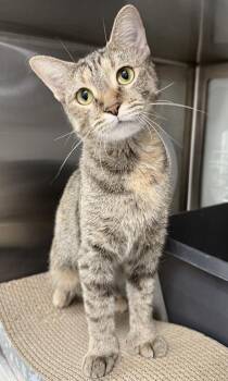 Libby -  Domestic Short Hair Cat for Adoption in Venice, Florida - Libby | PetCurious