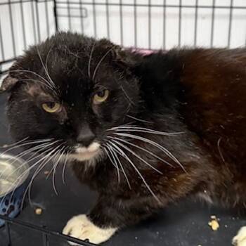 Rescue Domestic Short Hair Cats for Adoption in Austin, Texas - Shrimp Fingers | PetCurious