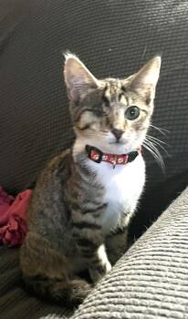 Harold -  Tabby Cat for Adoption in Richmond Dale, Ohio - Harold | PetCurious