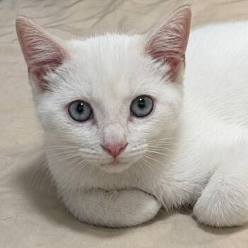 Keurig -  Siamese Cat for Adoption in Santa Ana, California - Keurig | PetCurious