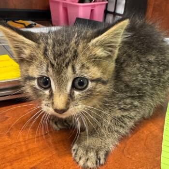 Rescue Domestic Short Hair Cats for Adoption in Waldorf, Maryland - Tyrone | PetCurious