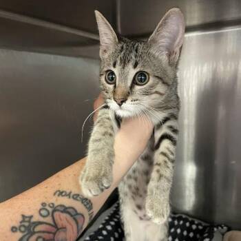 1259-C26 -  Domestic Short Hair Cat for Adoption in Port Charlotte, Florida - 1259-C26 | PetCurious