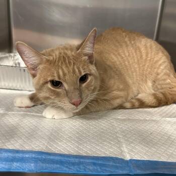 Emerens -  American Shorthair Cat for Adoption in Greensboro, North Carolina - Emerens | PetCurious