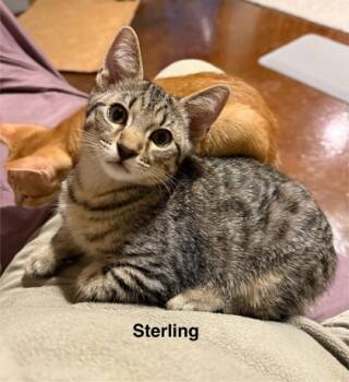 Rescue Domestic Medium Hair and Domestic Short Hair Cats for Adoption in Knoxville, Tennessee - Sterling | PetCurious