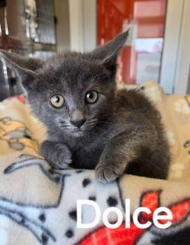 Rescue Domestic Short Hair Cats for Adoption in Sidney, Ohio - Dolce | PetCurious