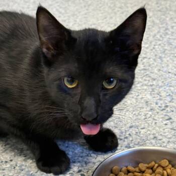Peanut -  Domestic Short Hair Cat for Adoption in Ottawa, Kansas - Peanut | PetCurious
