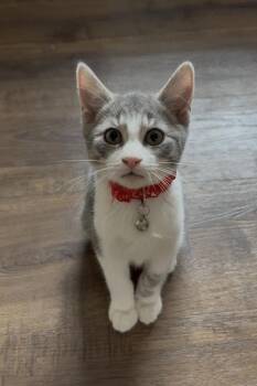 Flynn -  Domestic Short Hair Cat for Adoption in St. Peters, Missouri - Flynn | PetCurious