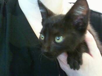 PEPSI -  Domestic Short Hair Cat for Adoption in Charlotte, North Carolina - PEPSI | PetCurious