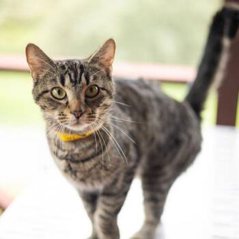 Starlit -  Domestic Short Hair Cat for Adoption in Brimfield, Massachusetts - Starlit | PetCurious