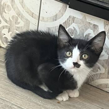 Pikachu -  Tuxedo Cat for Adoption in San Juan Capistrano, California - Pikachu | PetCurious