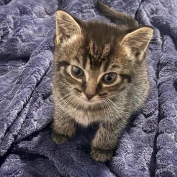 Tabby Cats Available for Adoption in Johnson City, Tennessee - West | PetCurious