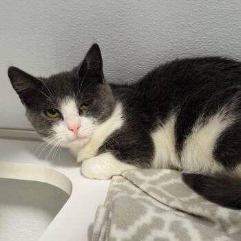 Rescue Domestic Short Hair Cats for Adoption in Binghamton, New York - Cobweb | PetCurious