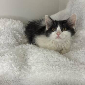 Coral -  Domestic Long Hair Cat for Adoption in Lexington, Kentucky - Coral | PetCurious