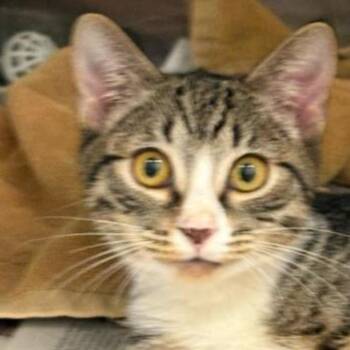 Satellite -  American Shorthair Cat for Adoption in Jupiter, Florida - Satellite | PetCurious