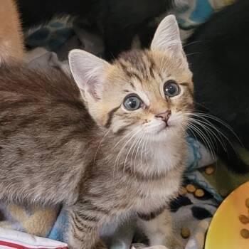 Rescue Domestic Short Hair Cats for Adoption in Sandy Springs, Georgia - Truffle | PetCurious
