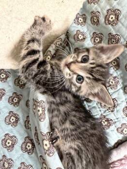 June -  Domestic Short Hair Cat for Adoption in Fairfax, Virginia - June | PetCurious