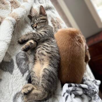 Domestic Short Hair Cats Available for Adoption in Houston, Texas - Nala | PetCurious