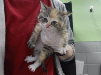 MONICA -  Domestic Short Hair Cat for Adoption in Omaha, Nebraska - MONICA | PetCurious