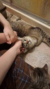Birdie -  Domestic Short Hair Cat for Adoption in St. Peters, Missouri - Birdie | PetCurious