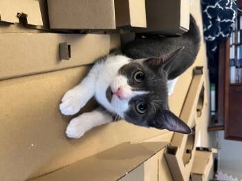 Rescue Domestic Short Hair Cats for Adoption in Los Angeles, California - Flame Bravermountain | PetCurious