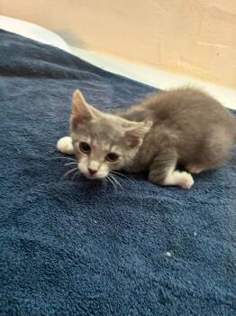 Newman-O -  Domestic Short Hair Cat for Adoption in Cleveland, Ohio - Newman-O | PetCurious