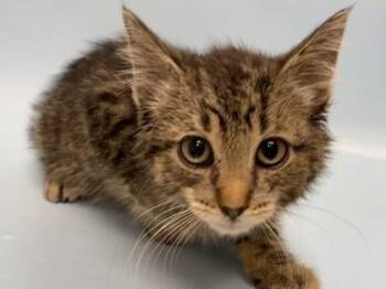 Biscuits -  Domestic Short Hair Cat for Adoption in Woodbury, Minnesota - Biscuits | PetCurious