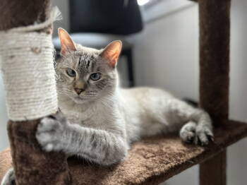 Rescue Siamese and Domestic Short Hair Cats for Adoption in Herndon, Virginia - Luna - Siamese | PetCurious