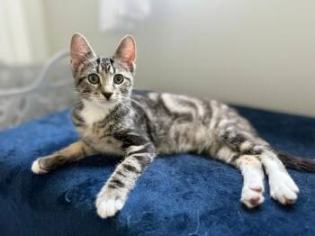 Graham -  Domestic Short Hair Cat for Adoption in Wayne, New Jersey - Graham | PetCurious