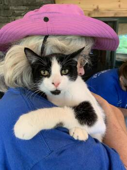 Rescue Domestic Short Hair Cats for Adoption in Hawley, Pennsylvania - Checkers | PetCurious