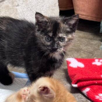 Rory -  Domestic Short Hair Cat Available for Adoption in Pinson, Tennessee - Rory | PetCurious