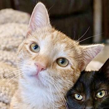 Domestic Short Hair Cats Available for Adoption - Tamone | PetCurious