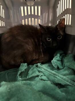 Rescue Domestic Short Hair Cats for Adoption in Louisville, Kentucky - A708707 | PetCurious