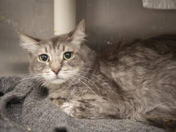 ROSALINA -  Domestic Medium Hair Cat for Adoption in Phoenix, Arizona - ROSALINA | PetCurious