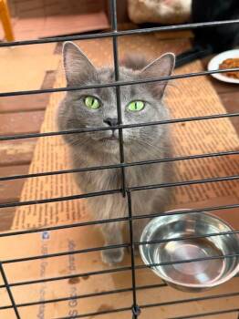 Poncho -  Domestic Long Hair Cat for Adoption in Pierceton, Indiana - Poncho | PetCurious