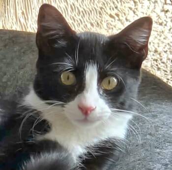 Gizmo -  Domestic Short Hair Cat for Adoption in Attleboro, Massachusetts - Gizmo | PetCurious