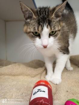 Madeline 2 years old -  Domestic Short Hair Cat Available for Adoption in Sterling, Massachusetts - Madeline 2 Years Old | PetCurious