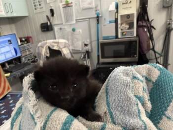 *NIGHTFURY -  Domestic Short Hair Cat for Adoption in Woodland, California - *NIGHTFURY | PetCurious