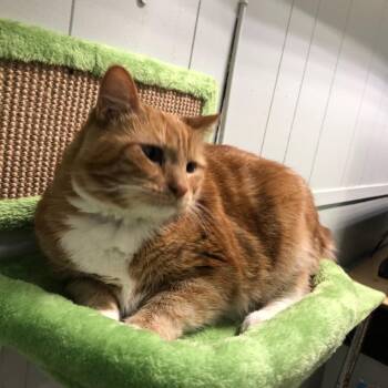 Rescue Domestic Short Hair Cats for Adoption in Clanton, Alabama - Mischief | PetCurious