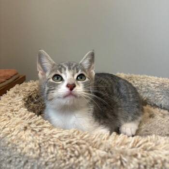 Raspberry Torte -  Domestic Short Hair Cat for Adoption in Puslinch, Ontario - Raspberry Torte | PetCurious