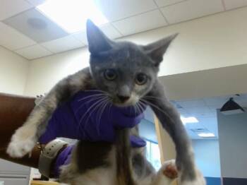 KIMCHI -  Domestic Short Hair Cat for Adoption in Doral, Florida - KIMCHI | PetCurious