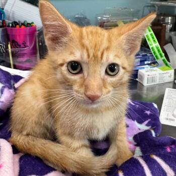 Ted -  Domestic Medium Hair Cat for Adoption in Pinellas Park, Florida - Ted | PetCurious