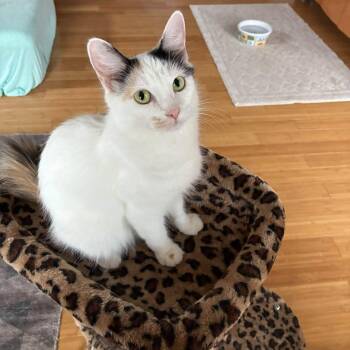 Pippin -  Calico and Domestic Medium Hair Cat for Adoption in Omaha, Nebraska - Pippin | PetCurious