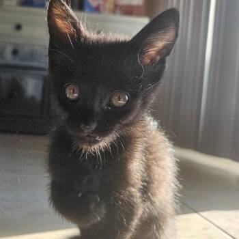 BOLT -  Domestic Short Hair Cat for Adoption in Auburn, California - BOLT | PetCurious