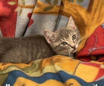 Rescue Domestic Short Hair Cats for Adoption in Boca Raton, Florida - Woody | PetCurious