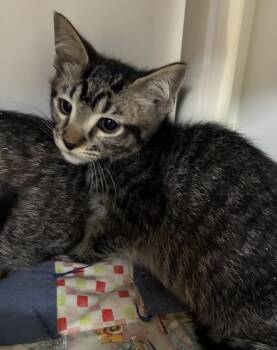 *Cedric* -  Domestic Short Hair Cat for Adoption in Salt Lake City, Utah - *Cedric* | PetCurious
