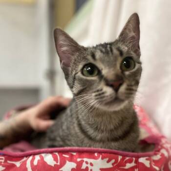 Rescue Domestic Short Hair Cats for Adoption in Melrose, Florida - Yolanda | PetCurious
