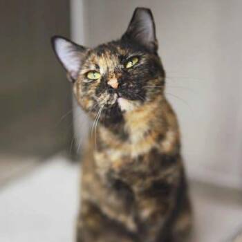Rescue Domestic Short Hair Cats for Adoption in Atlanta, Georgia - Gidget | PetCurious