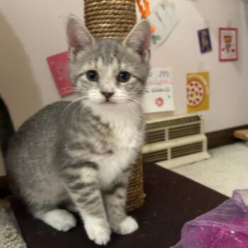 Fern -  Domestic Short Hair Cat for Adoption in Granville, Ohio - Fern | PetCurious